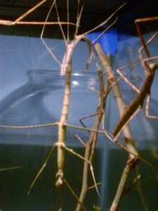 My stick bug hanging upside down and molting.